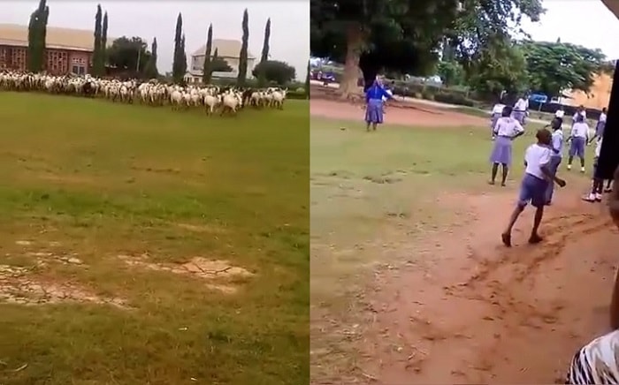 cows invade school in anambra