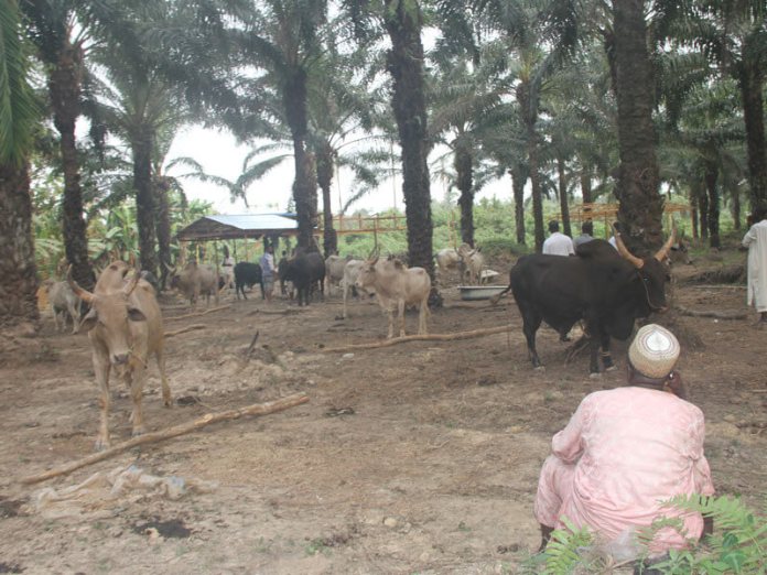 herdsmen and their cattle