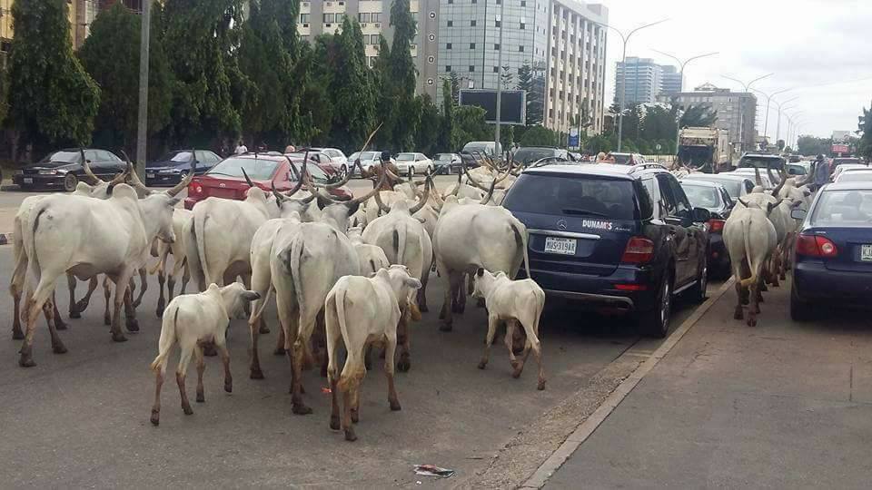 Fulani Herdsmen