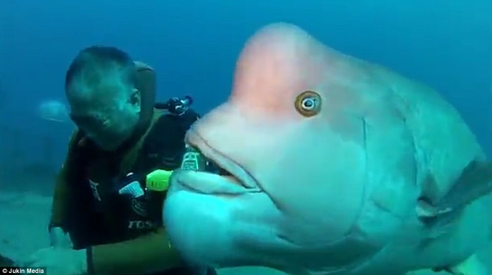 Bluehead wrasse