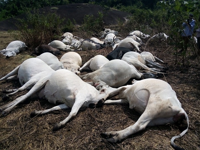 Fulani herdsmen