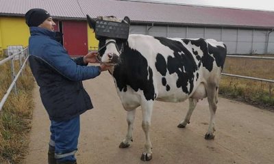 cow