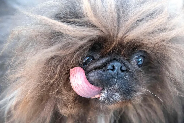 World's Ugliest Dog: 17-Year-Old Mr. Happy Face Crowned Winner
