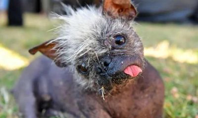 World's Ugliest Dog: 17-Year-Old Pooch Crowned Winner