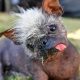 World's Ugliest Dog: 17-Year-Old Pooch Crowned Winner