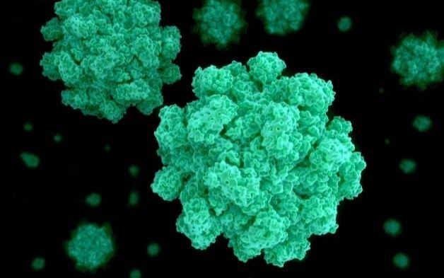 Norovirus