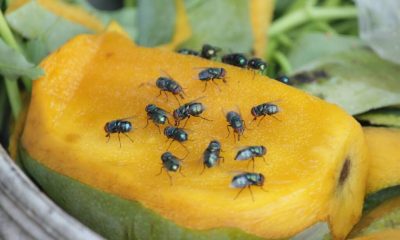 How To Get Rid Of Fruit Flies In 2022