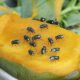 How To Get Rid Of Fruit Flies In 2022